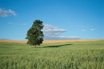 Fototapeta na wymiar Farms landscape