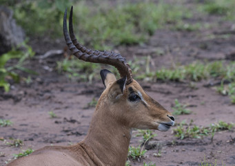Male Impala, (Aepyceros melampus),sitting on ground looking right, showing off beautiful twisted antlers, Kruger National Park, South Africa