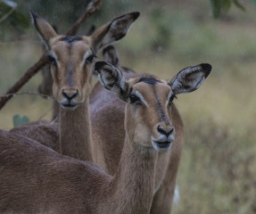 Naklejka na ściany i meble Two female Impala, (Aepyceros melampus), looking at camera, with rain on face and eyelashes. Kruger National Park, South Africa