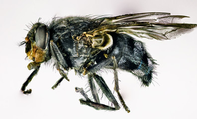 fliege
