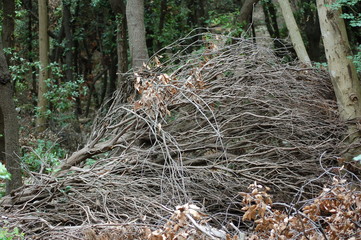 pulizia di un bosco