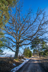 empty gravel road in the countryside in summer heat