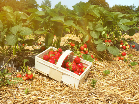 Erdbeerfeld - Erdbeeren selber pflücken