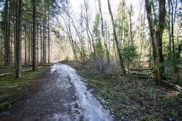 Fototapeta premium empty gravel road in the countryside in summer heat