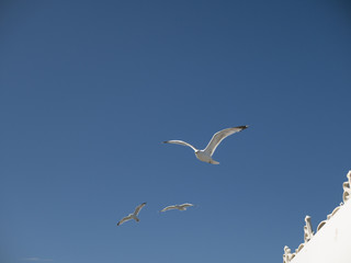 Seagulls flying No.1