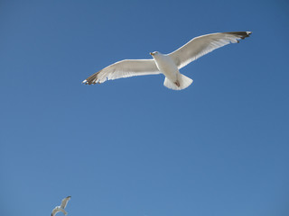 Seagull flying No.1