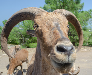 Fototapeta premium Goat in the safari park Fasano south of Italy