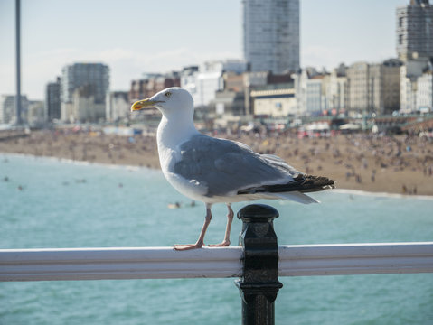 Seagull on Brighton Pier in front of beach side No.9