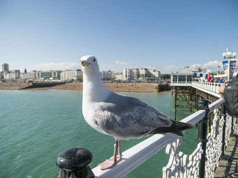 Seagull on Brighton Pier in front of beach side No.3