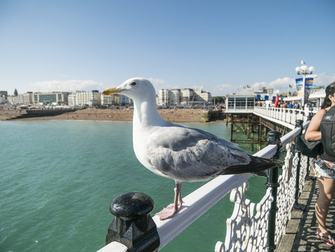 Seagull on Brighton Pier in front of beach side No.2