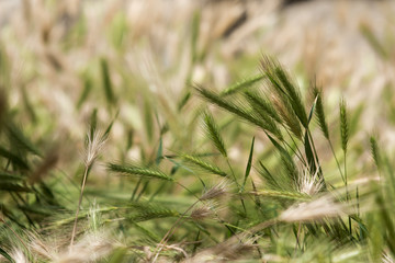 Spikes of grass