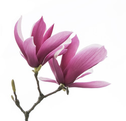 magnolia flower spring branch isolated on white background