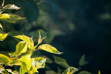 Details of nature. Illuminated leaf