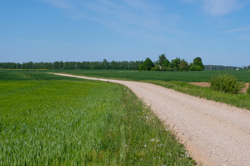 empty gravel road in the countryside in summer heat