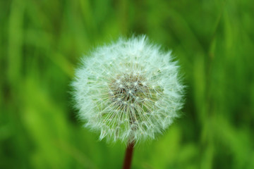 A beautiful fluffy dandelion. Close-up. Background.