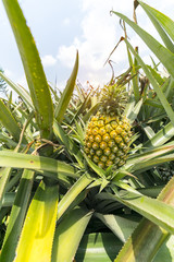 Pineapple fruit on the plantation farm