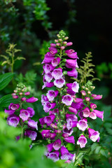 Foxglove flowers in the spring season in the garden. Summer nature background. © Oksana Schmidt
