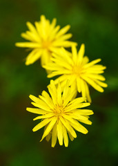 Beautiful yellow wild flower blossoming in a summer meadow. Salsify dubious. Tragopogon pratensis. Selective focus.