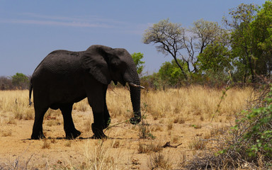 Fototapeta na wymiar elefant