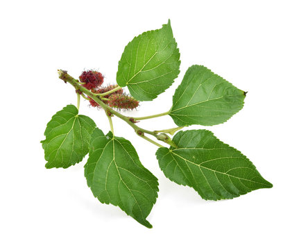 Mulberry with leaf on white background