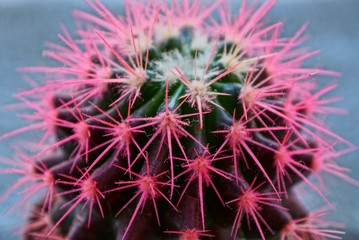 large round green cactus with red needles