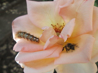 Obraz premium caterpillar