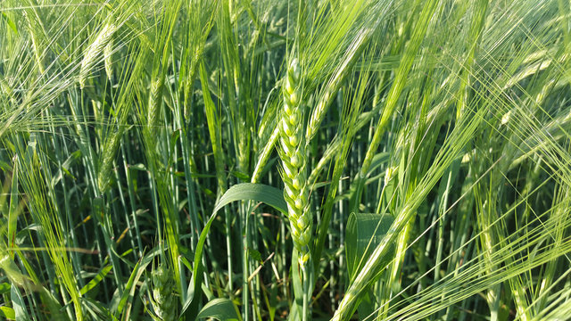 plants of wheat on field