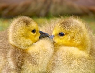 Goslings