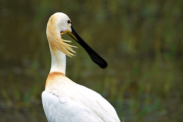 Spoonbill