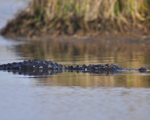 American Alligator in Bayou