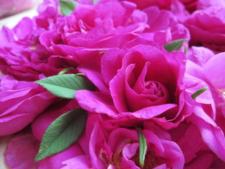 Pink rose