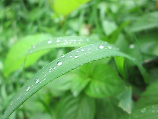 Drops on the grass