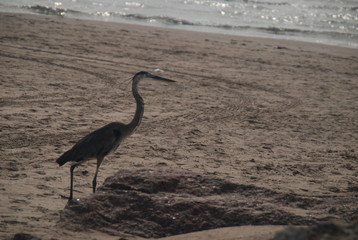 Sand Heron and Sparkling Waves Seaside