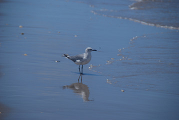 Seagull and reflection strutting beachside