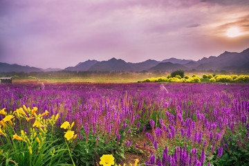 Lavender Garden