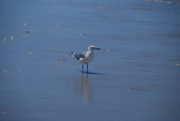 Seagull on Beach on Water's Edge