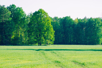 Bright green grass on the background of forests,
