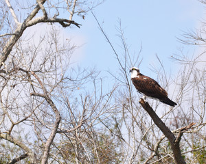 Osprey Perched on Branch