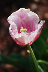 Spring pink tulip