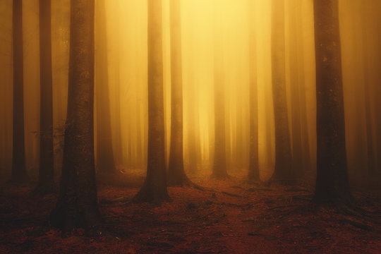 foggy fantasy dreamy forest with sunshine at morning in autumn