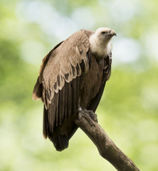 A common griffon (Gyps fulvus) sits on a branch