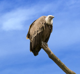 A common griffon (Gyps fulvus) sits on a branch