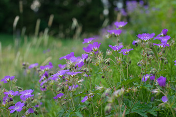 the purple flowers