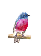 Pink bird watercolor