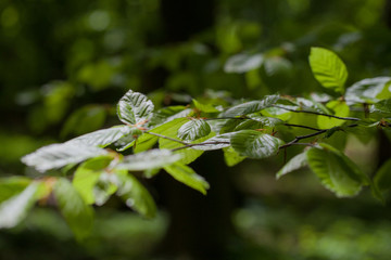 forest tree leaf green