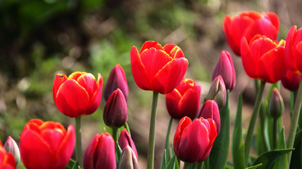 Yellow-Rimmed Red Tulips