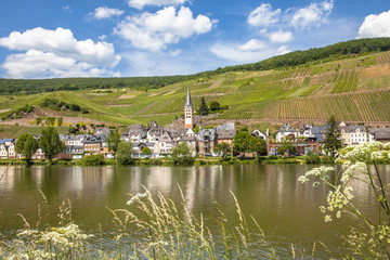 Fototapeta premium village Merl on the Mosel river Landscape