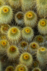 Yellow tower cactus © BGStock72