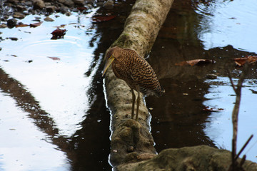 Long legged brown bird perched on a tree limb overhanging the water