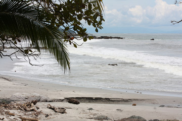 Beach and shore with white breakers and palm tree with blue sky
